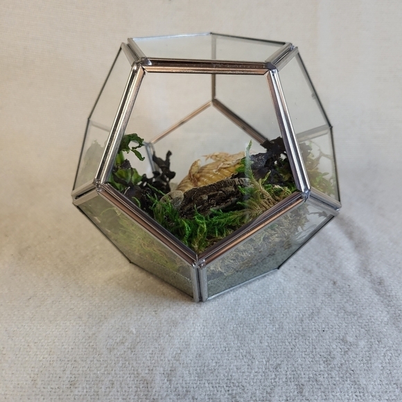 Ethically Sourced Ocean Scene in Terrarium - Picture 2 of 11